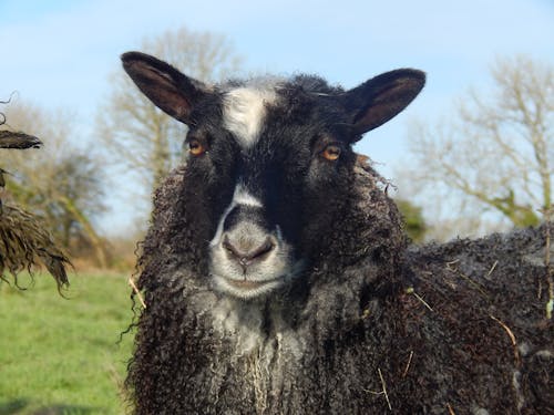 A Sheep in Close-up Photography