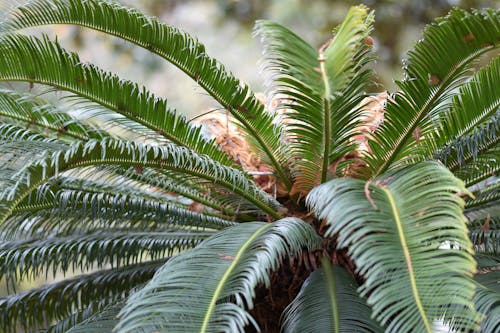Sago Palm Plant in Close-up Photography