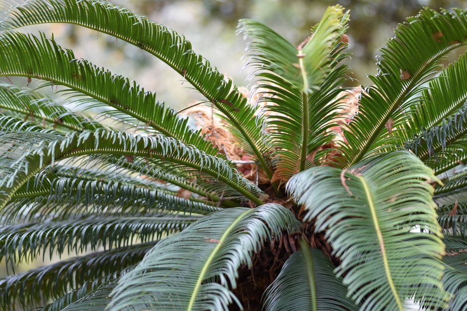 Comparing Cat Palm fronds and Sago Palm seeds - cat palm toxic to dogs Comparing Cat Palm fronds and Sago Palm seeds - cat palm toxic to dogs