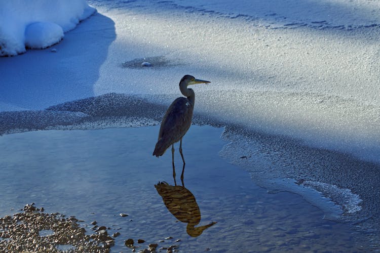 Bird Standing In Water