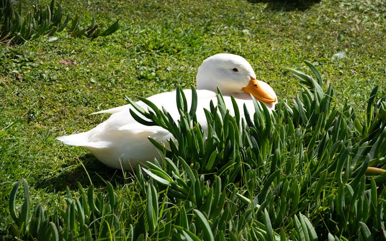 A Duck On The Grass 