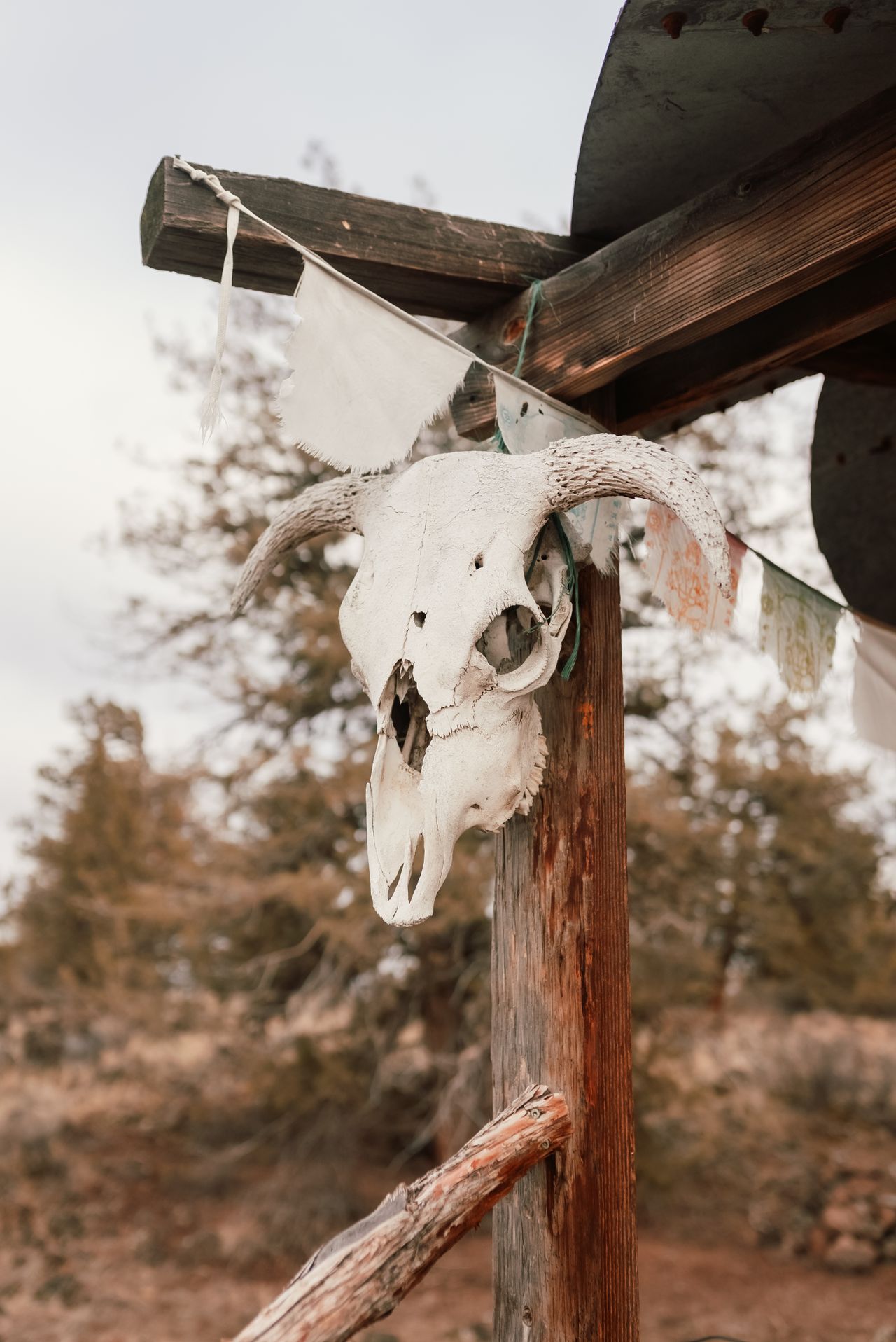 Bleached cow skull hanging from a weathered wooden ranch structure