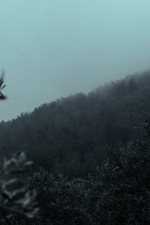 Fog rolling over a forested ridge, photo by Musa Tuğrul Karataş on Pexels