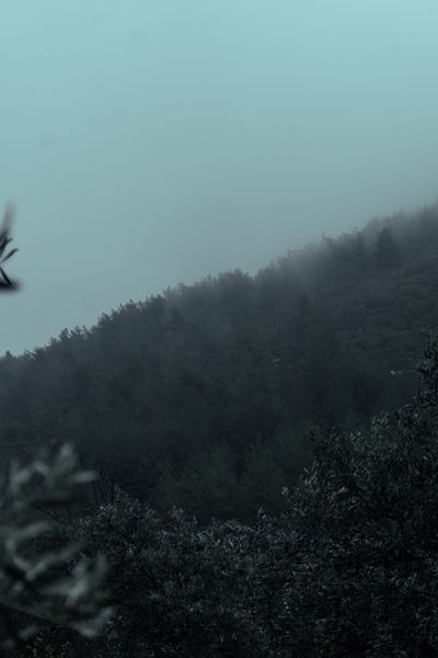Mist drifting through a pine forest — photo by Musa Tuğrul Karataş on Pexels
