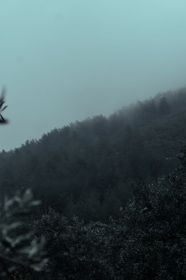 Morning mist across a forested hillside — photo by Musa Tuğrul Karataş on Pexels
