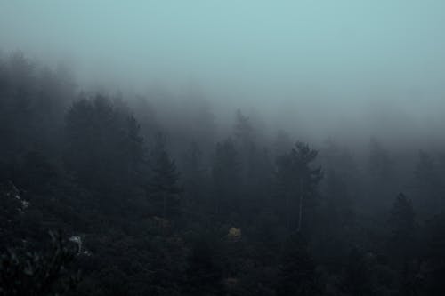 Fog over the Forest