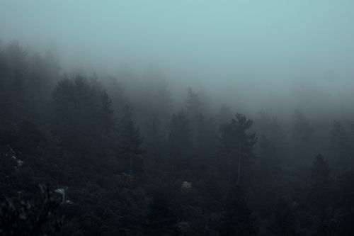 Free A serene yet mysterious fog envelops a dense forest, creating an eerie and scenic atmosphere. Stock Photo
