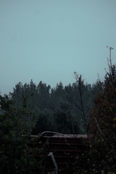 A serene forest landscape with dense trees under an overcast sky, capturing a tranquil mood.