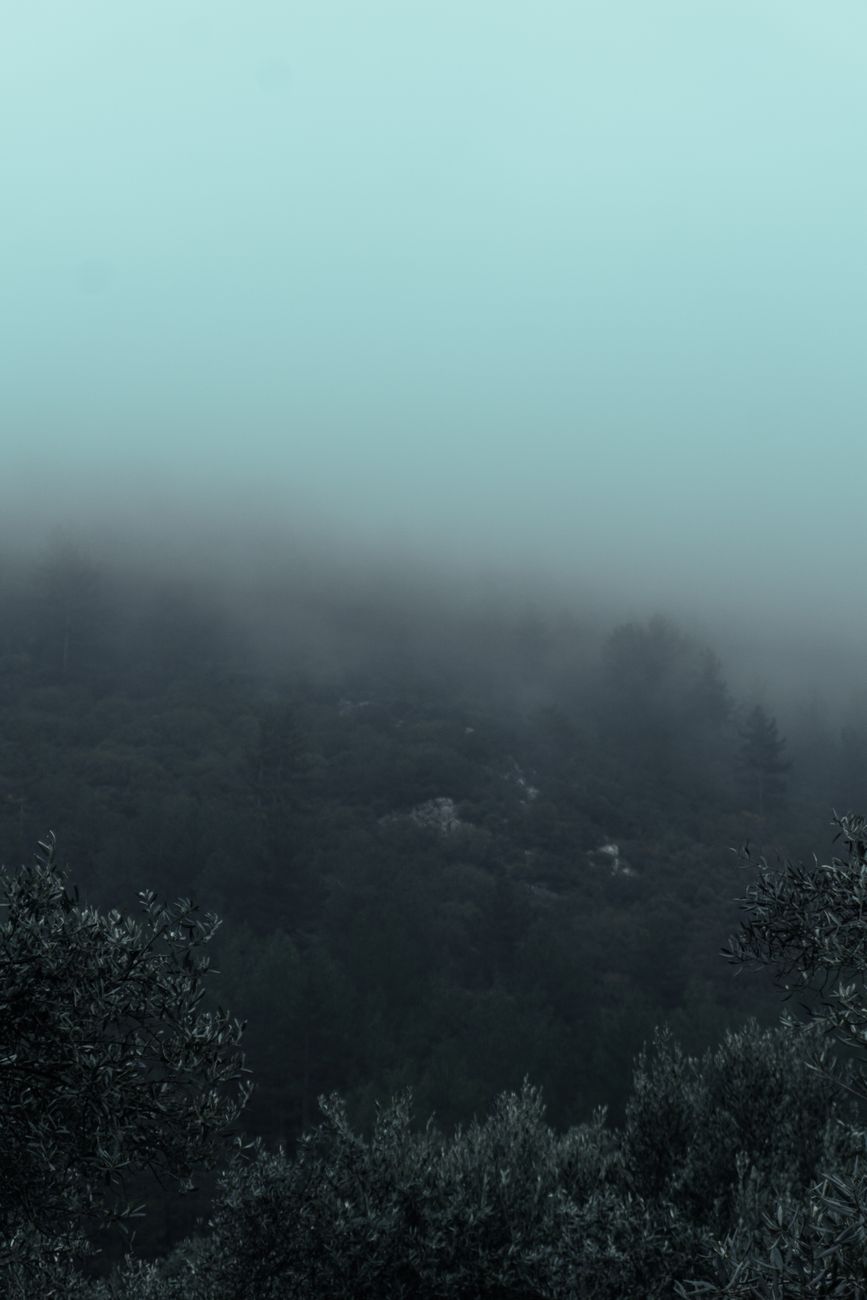 A serene view of a foggy forest with mist obscuring the treetops.. serene, view, foggy