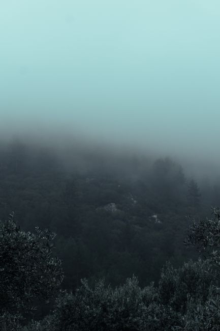 Fotomural Una vista serena de un bosque nublado con niebla que oculta las copas de los árboles.