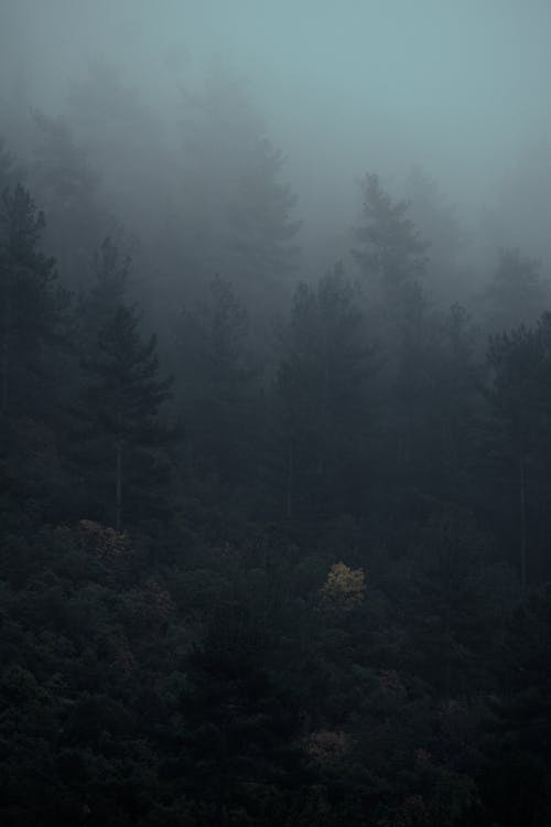 Foggy Forest in Mountains 