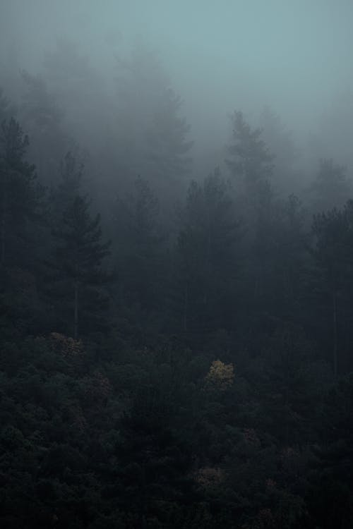 Foto d'estoc gratuïta de arbres, boira, bosc