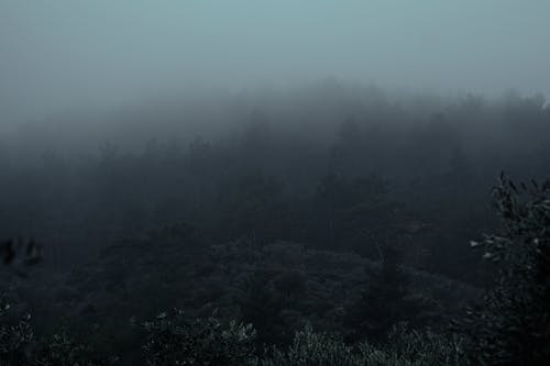 Thick Fog over the Mountain Forest