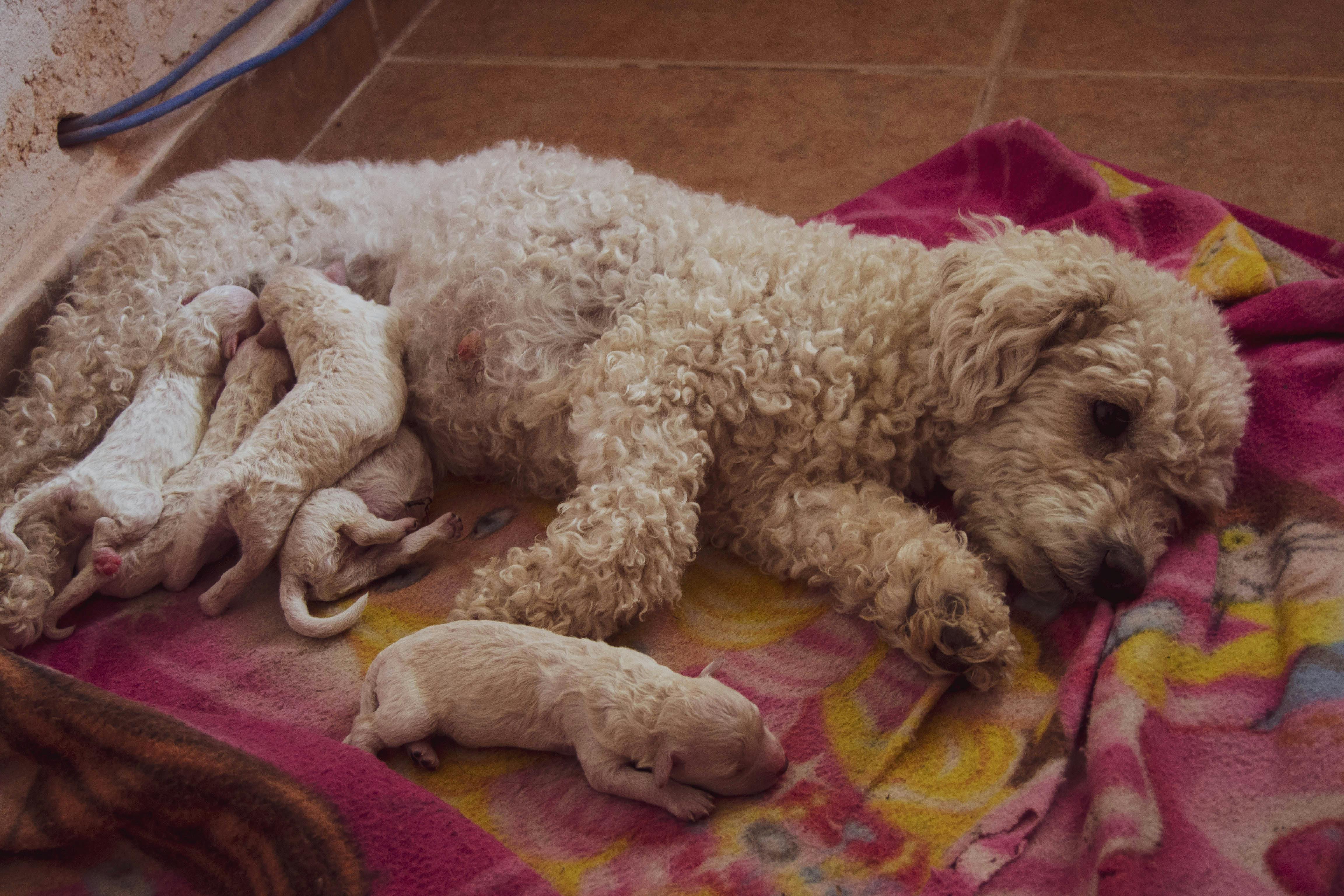 A Poodle Toy Dog Feeding the Puppies