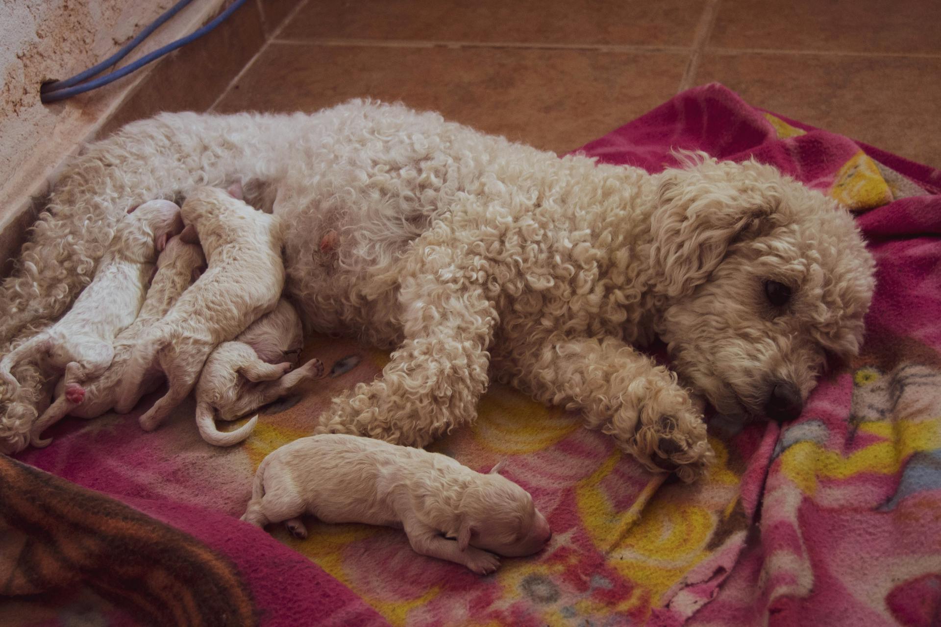 Un caniche qui nourrit ses chiots