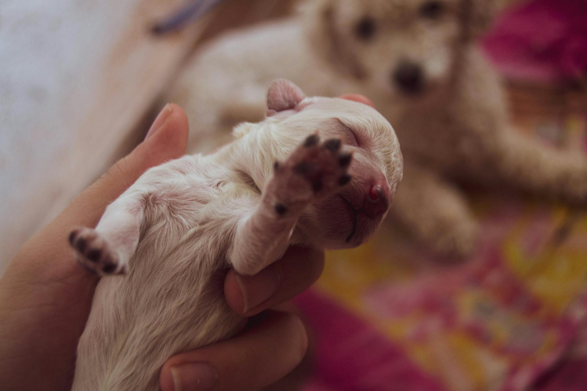 Close Up Photo of White Newborn Puppy