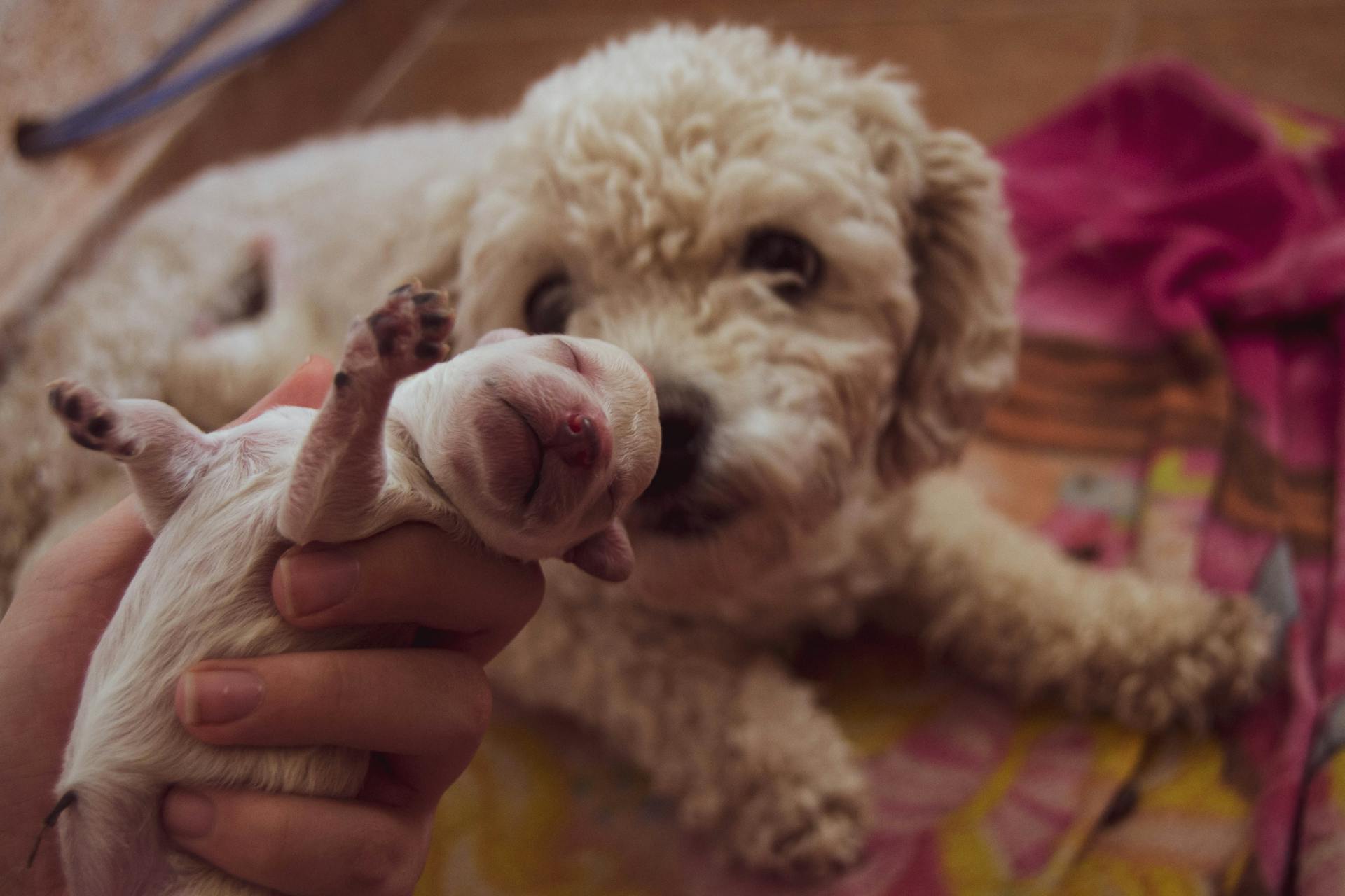 En vit hund tittar på en nyfödd valp