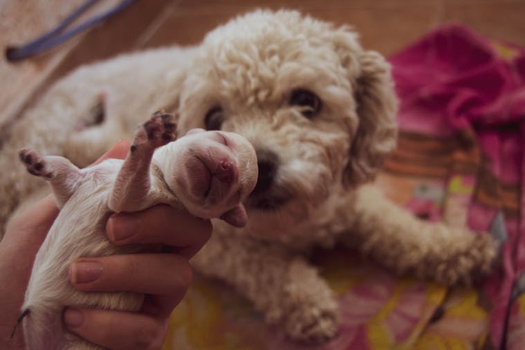 Heartwarming close-up of a newborn puppy being held, with the mother dog nearby