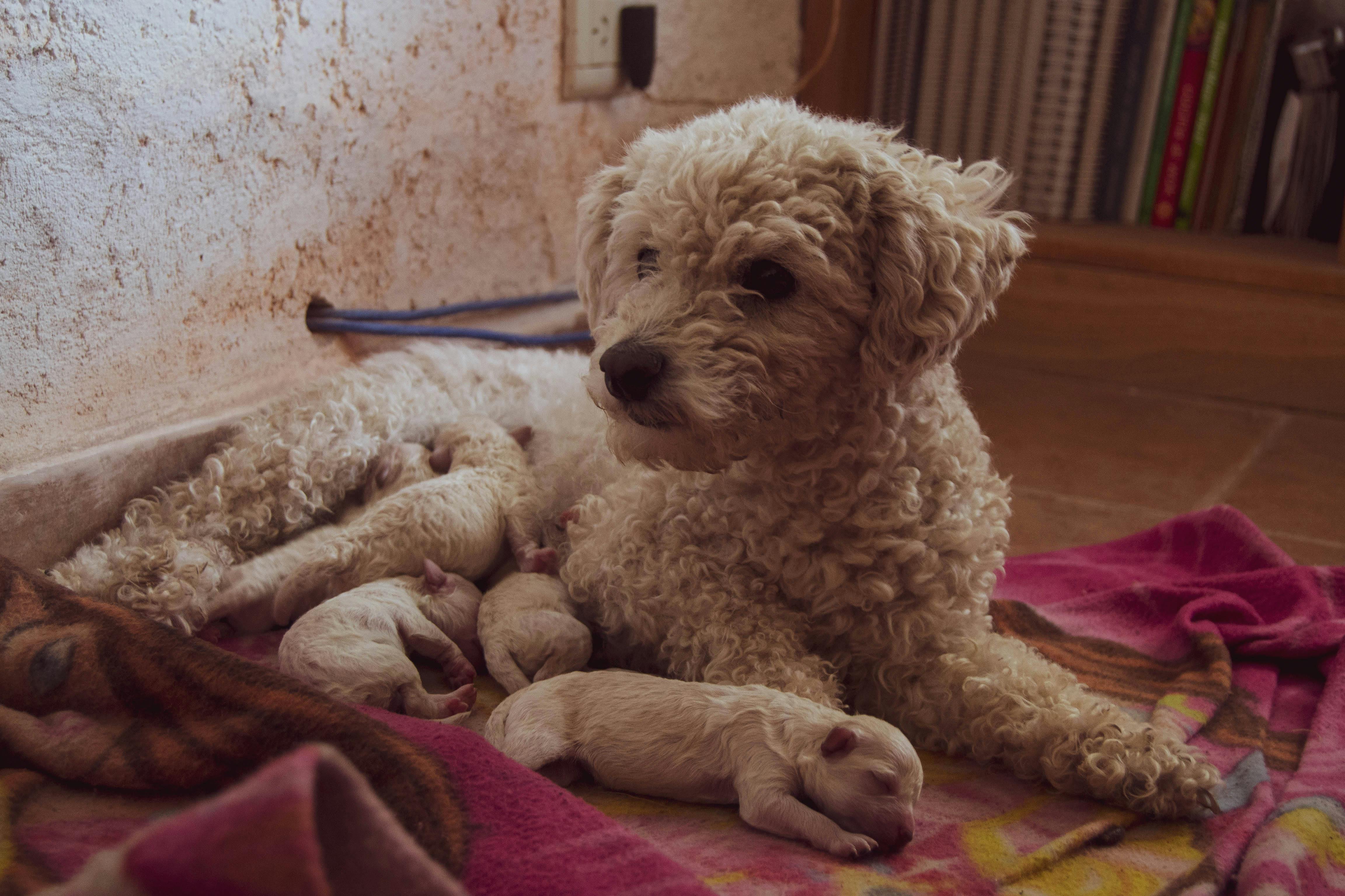 A Dog Lying with Puppies