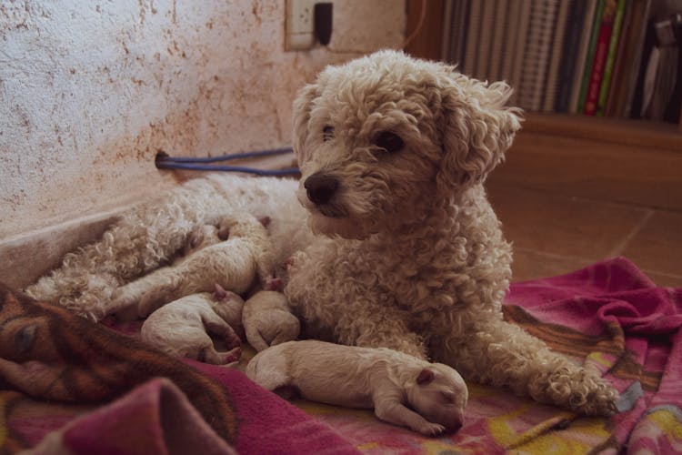 A Dog Lying With Puppies 