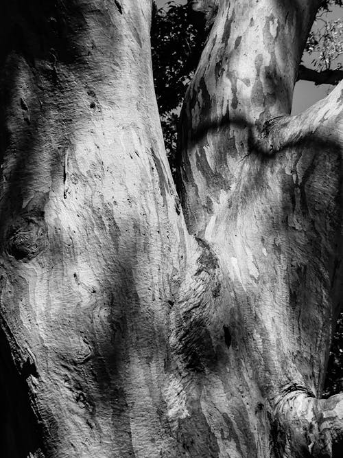 Foto d'estoc gratuïta de arbre, bagul, blanc i negre