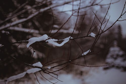 Snow on Tree Branches