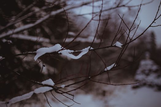 Close-up of snow on branches in a winter scene, Hafjell, Norway.