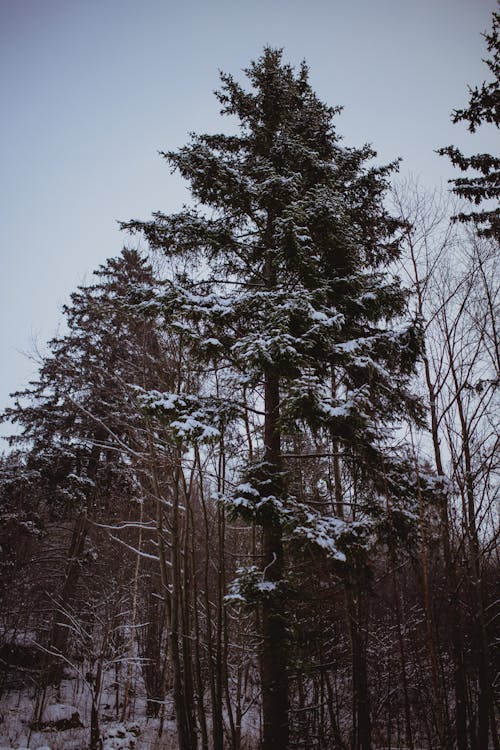 ローアングルショット, 冬の風景, 垂直ショットの無料の写真素材