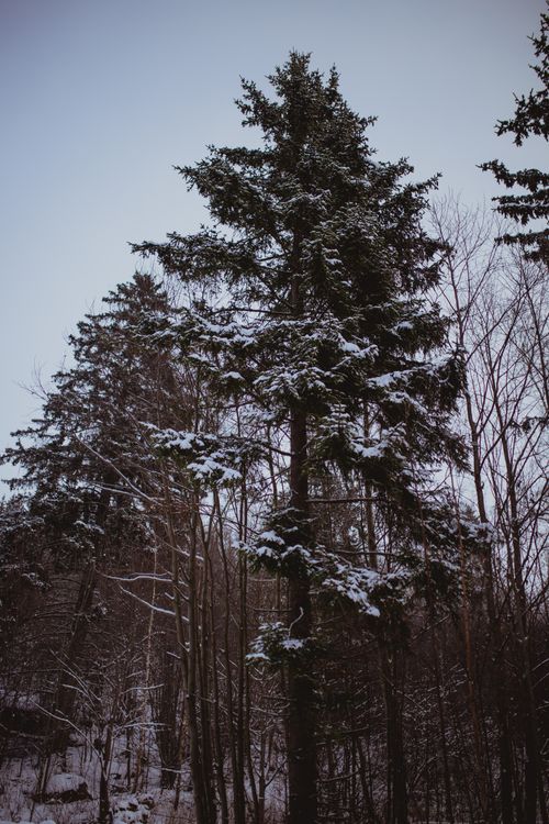 Free Tall evergreen trees dusted with snow in a serene winter forest in Hafjell, Norway. Stock Photo