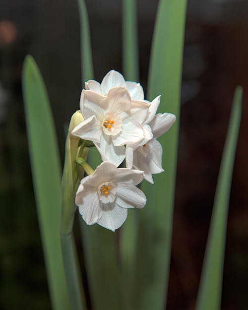 Close Up Photo of Paperwhite Narcissus Flowers 