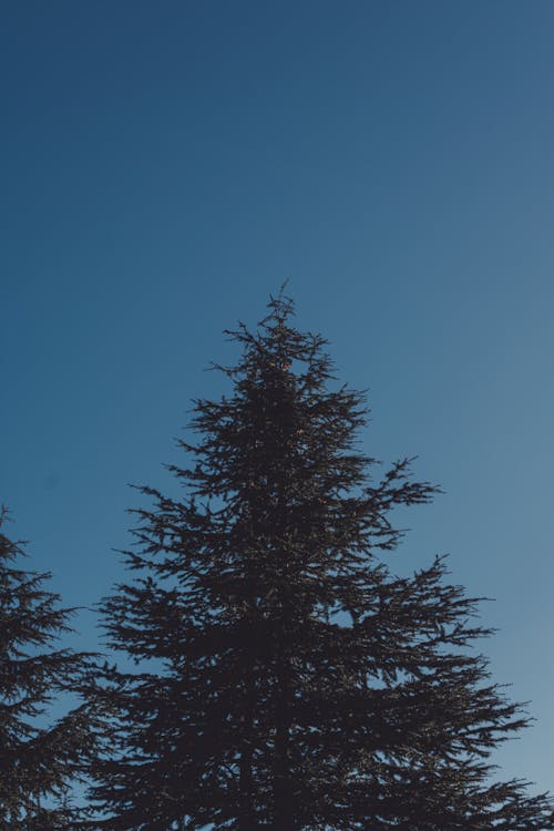 Christmas tree against blue sky