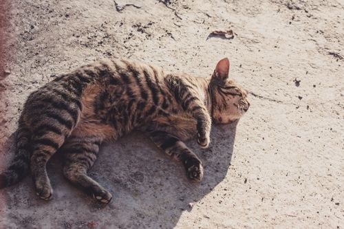 Free A tabby cat peacefully sleeping on sunlit pavement, enjoying a warm day. Stock Photo