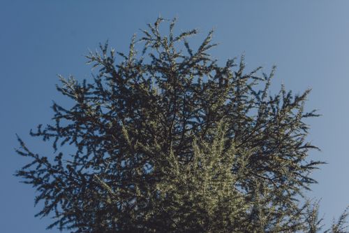 Free A lush evergreen tree stands tall under a clear blue winter sky. Stock Photo