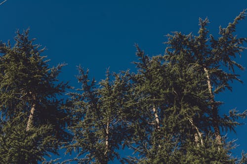 Trees against blue sky