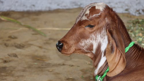 Photograph of a Brown and White Calf