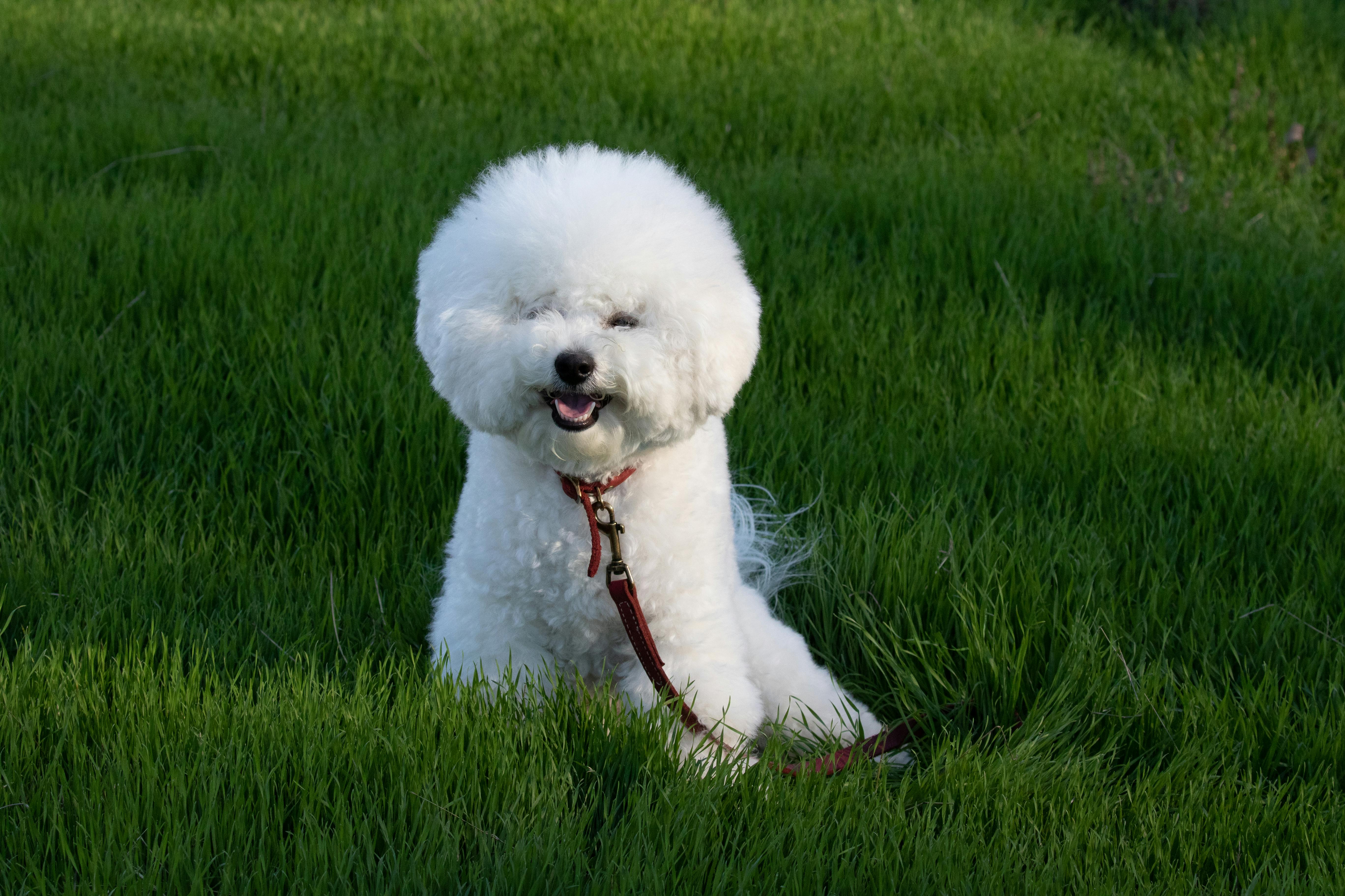 bichon frisbee