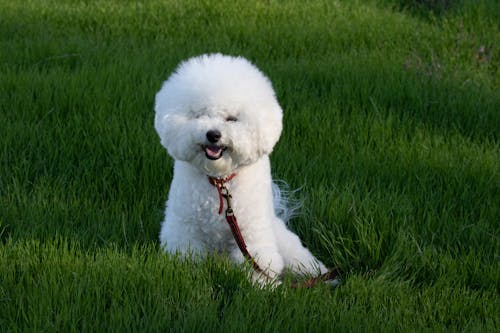 Foto profissional grátis de animal, animal de estimação, bichon frise