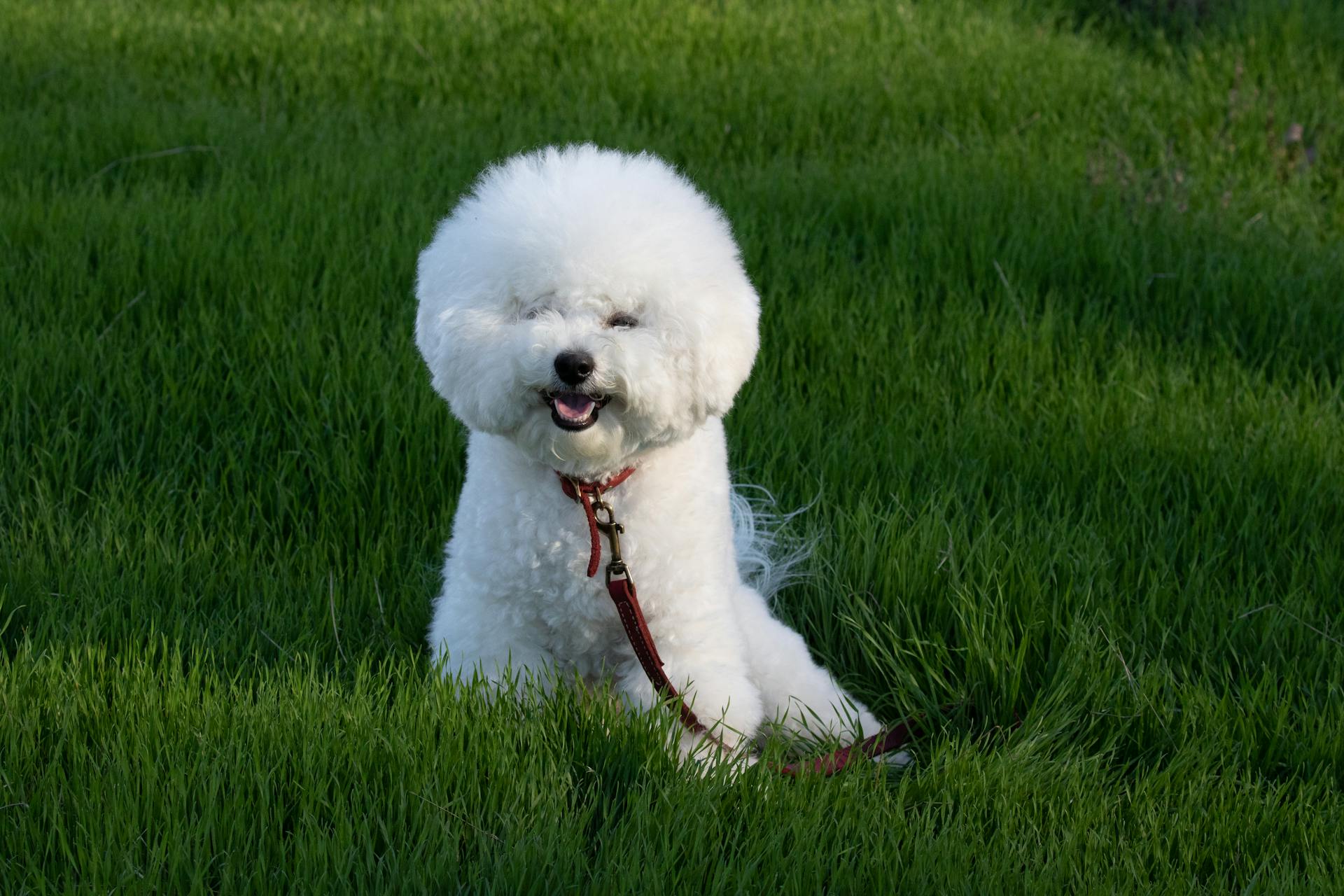 En bichon frisé på gräset