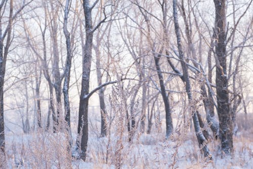 Безкоштовне стокове фото на тему «гілки дерев, дерева, заморожений» стокове фото