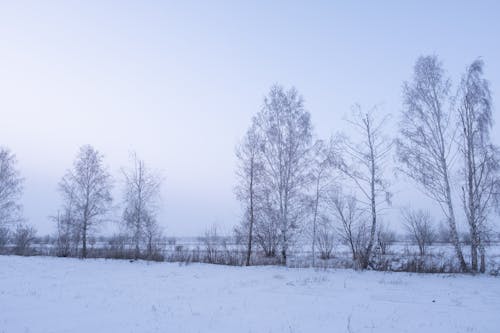 Kostnadsfri bild av bara träd, bladlösa, frost
