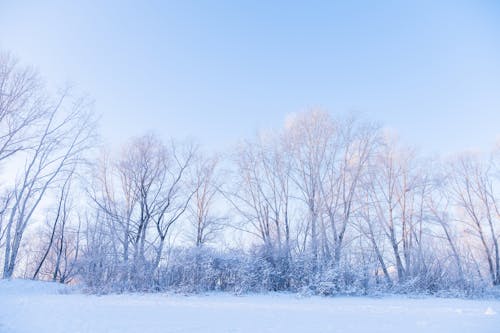Winter Landscape of Trees and Field 