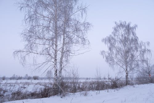 Fotos de stock gratuitas de arboles, cubierto de nieve, frío