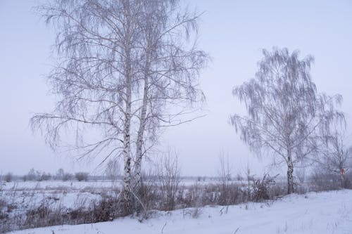 Leafless Trees on Snow Covered Ground