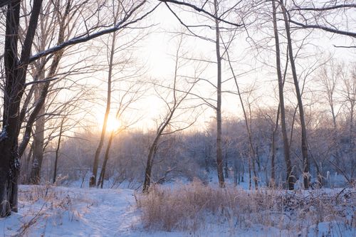 Free A peaceful winter morning with the sun rising through a snow-covered forest, offering a serene landscape view. Stock Photo