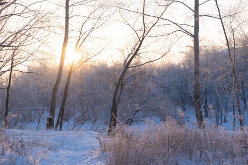 Kostnadsfri bild av bladlösa, kall, skog