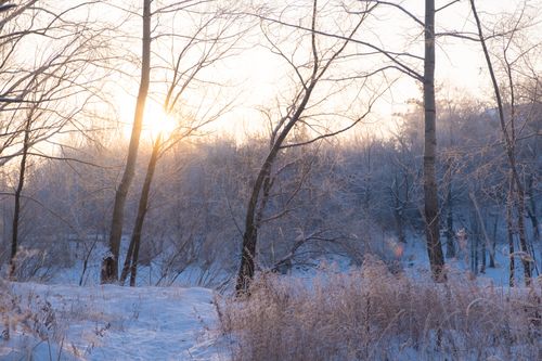 Free A tranquil winter landscape with snow-covered trees at sunrise, creating a peaceful natural scene. Stock Photo