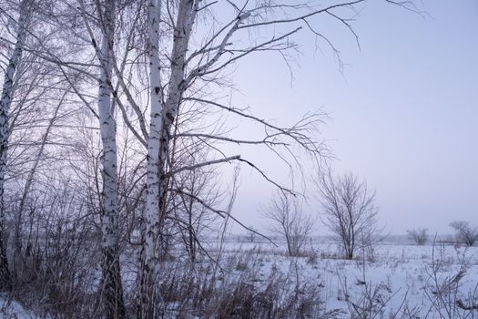 Snow-covered field with bare birch trees under a muted winter sky.