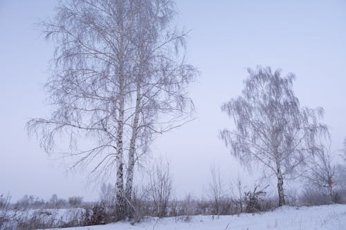 Birch Trees on Snow Covered Ground
