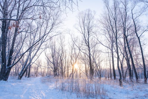 Photo of Trees on Snow Covered Ground