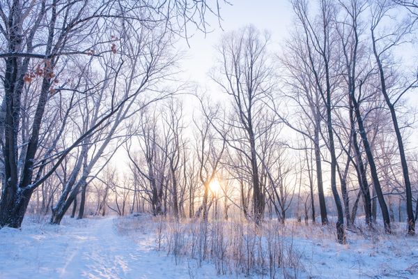 Low winter sun through bare trees over snow — photo by Наташа Нирамайя on Pexels